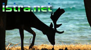 ISTRA ONLINE - Istria Croatia
